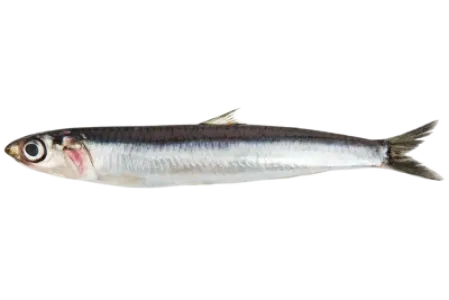 Anchovy
