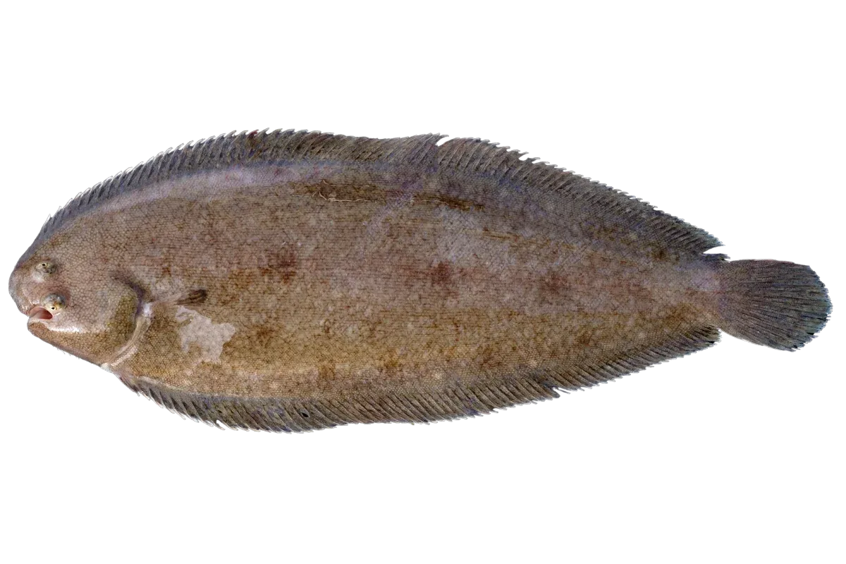 Sole