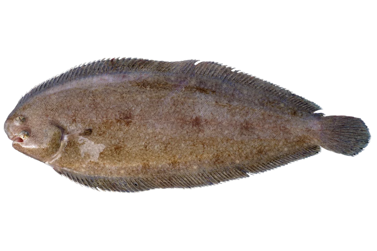 Sole
