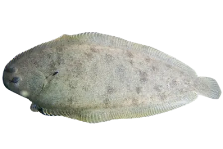 Sole