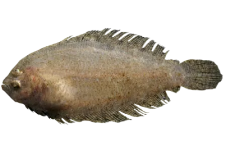Sole