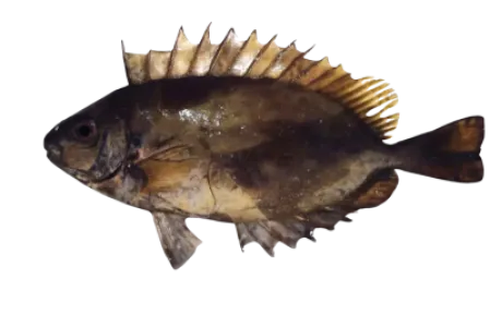 Rabbitfish