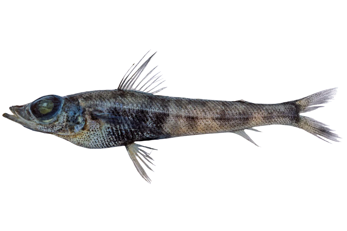 Shortnose Greeneye