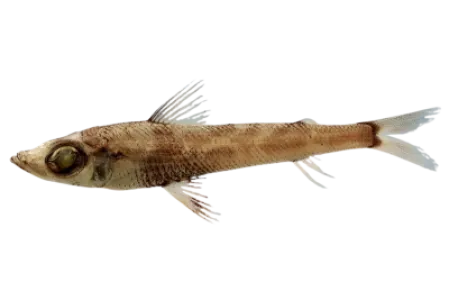 Shortnose Greeneye