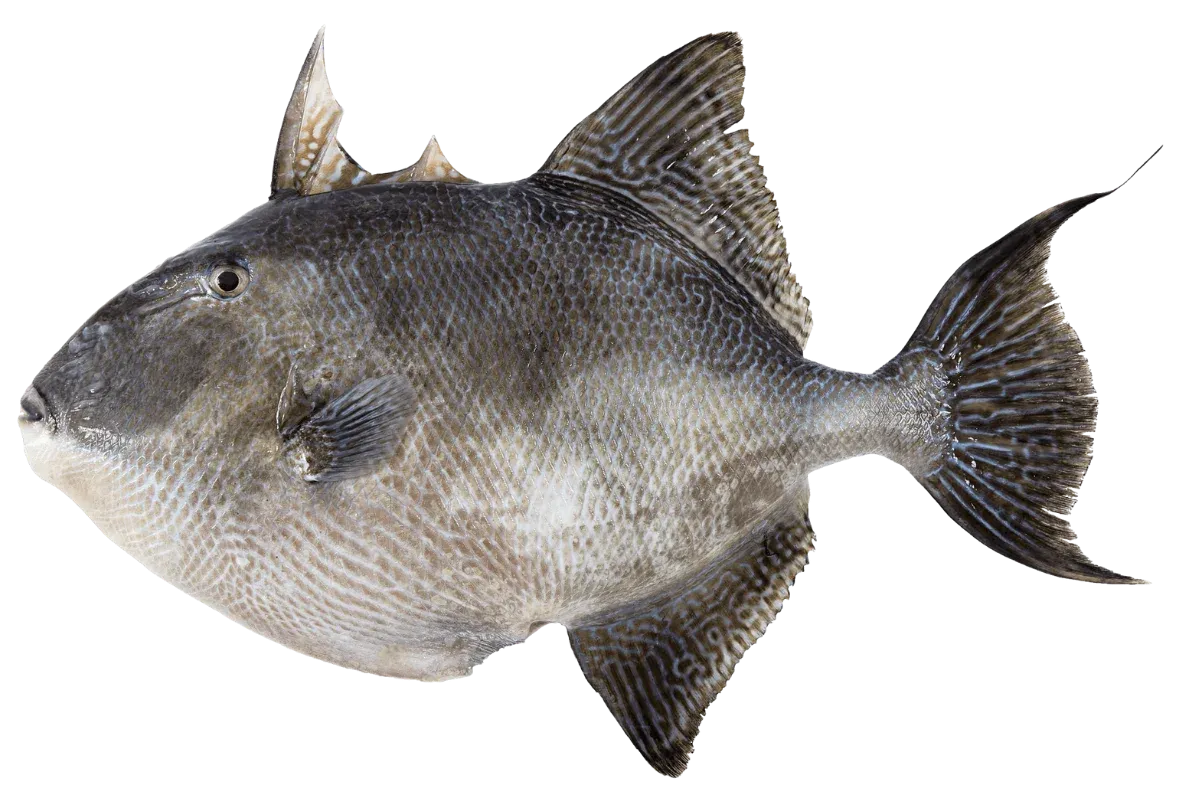 Grey Triggerfish