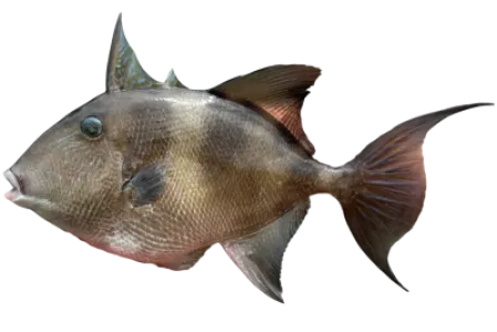 Grey Triggerfish