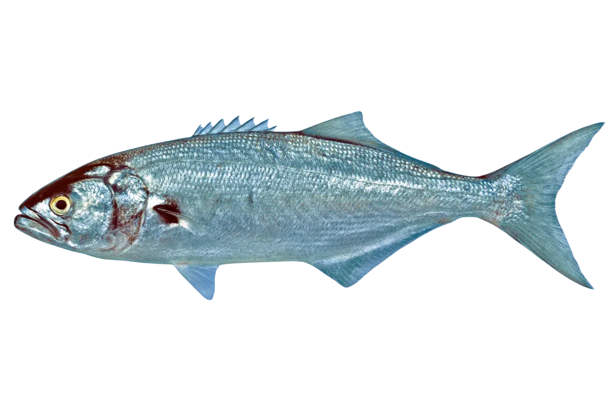 Bluefish