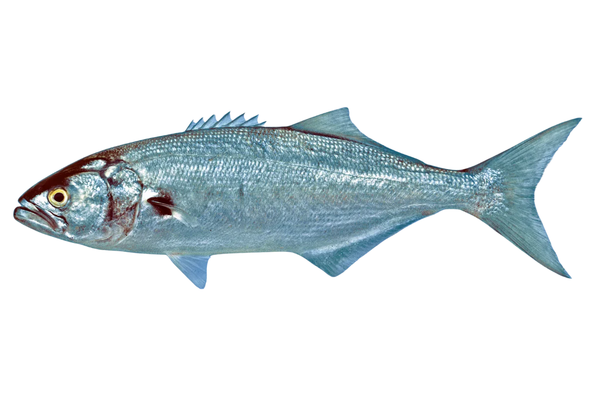 Bluefish