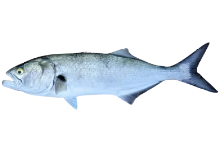 Bluefish