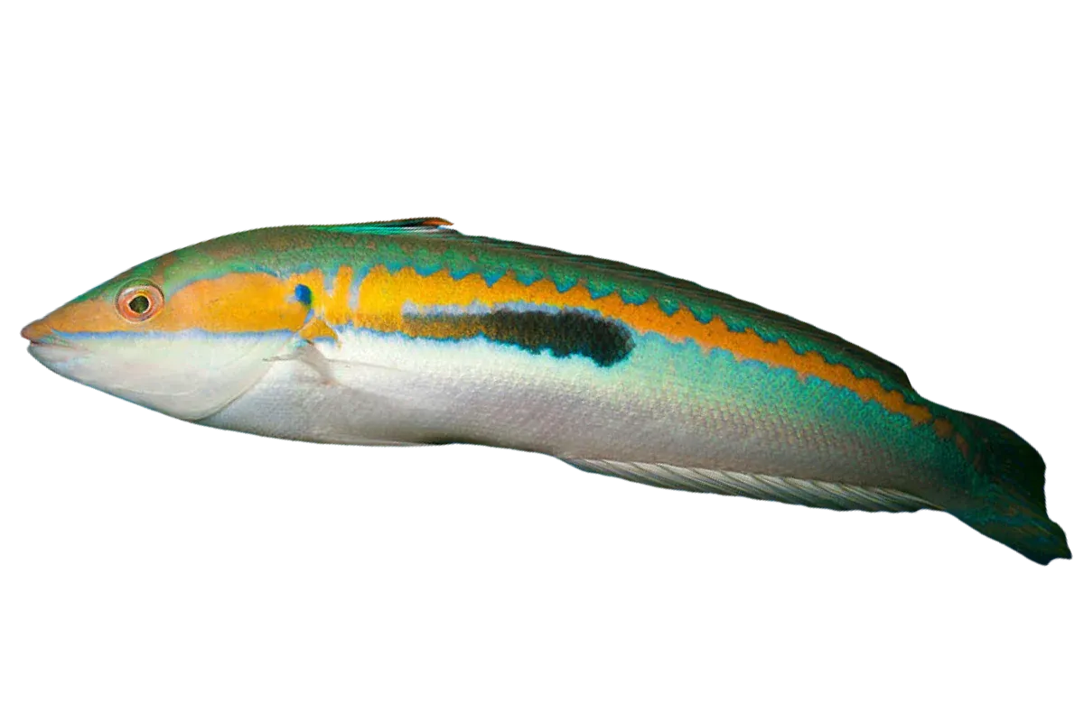 Mediterranean Rainbow Wrasse