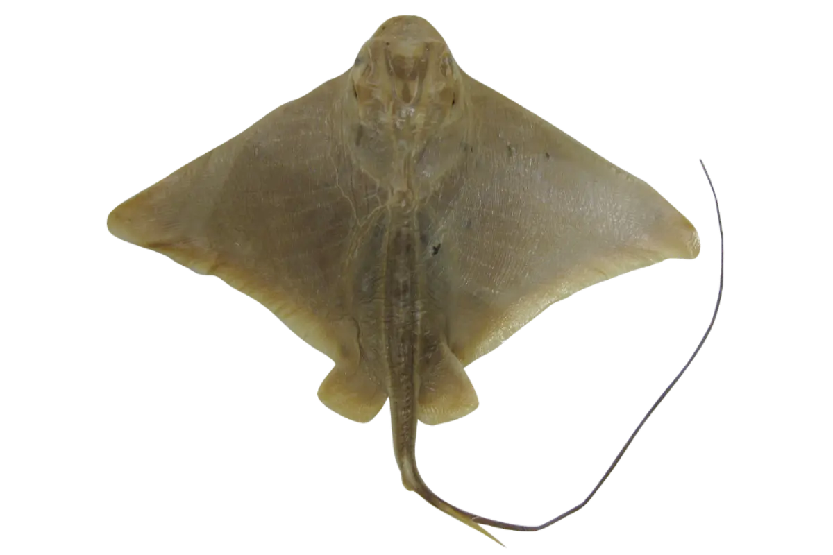 Eagle Ray