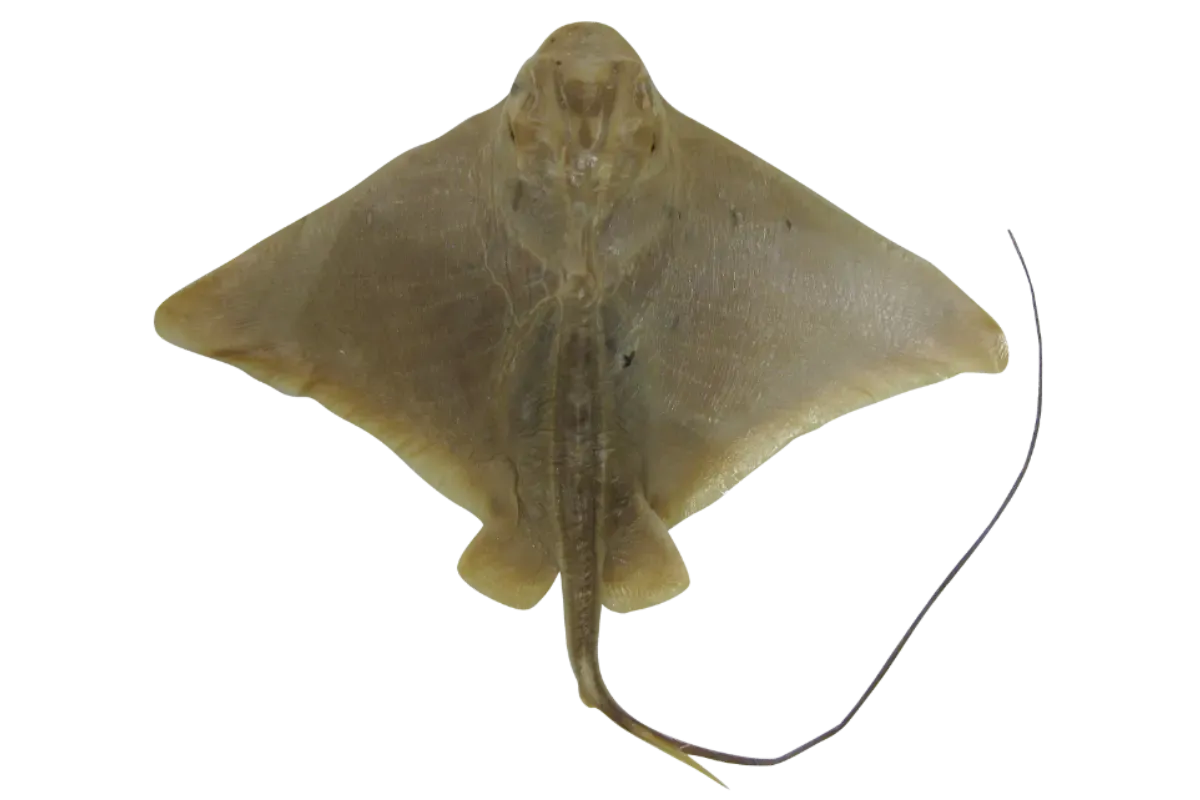 Eagle Ray