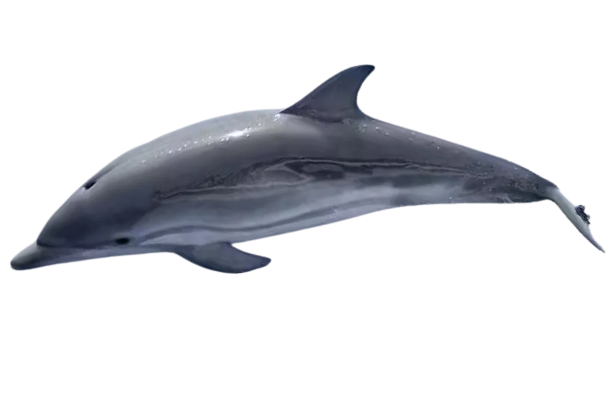 Dolphin