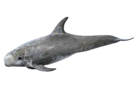 Dolphin