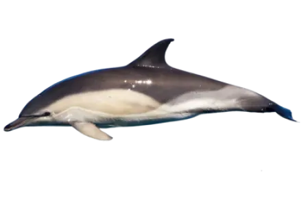 Dolphin