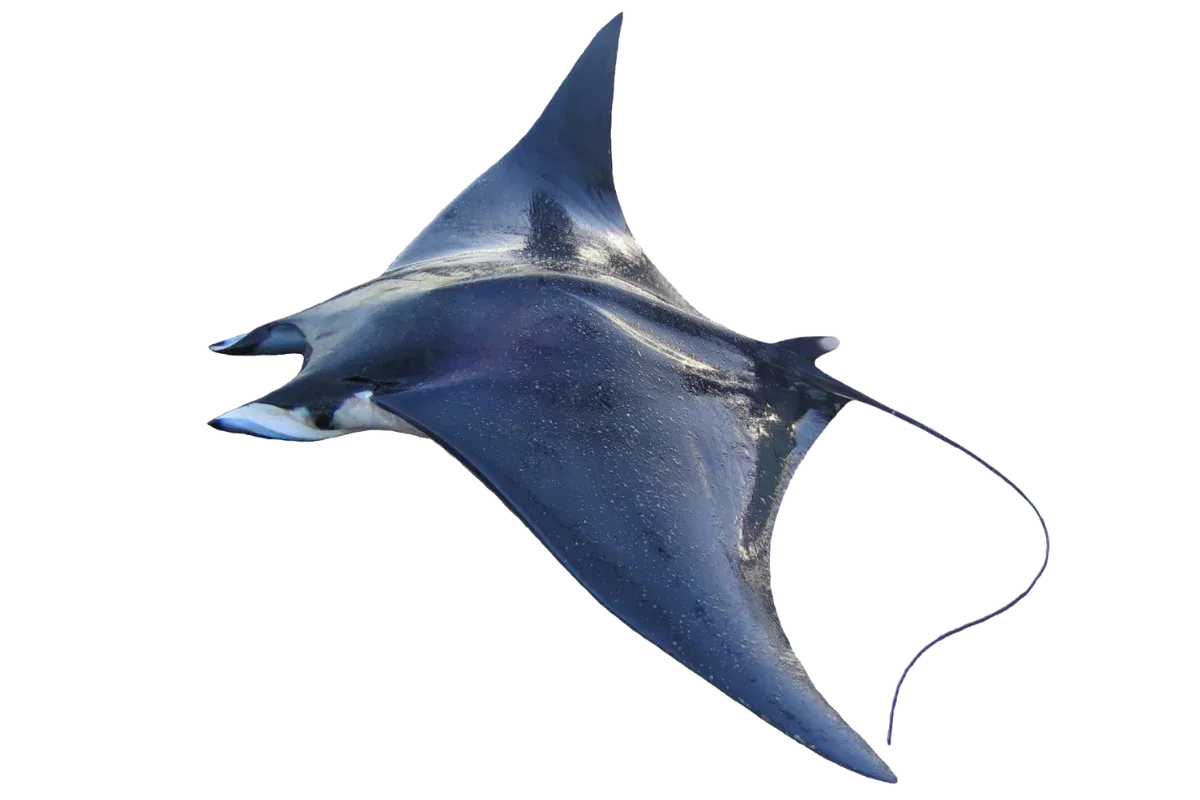 Giant Devil Ray
