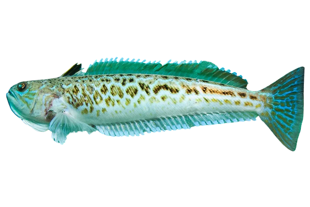 Greater Weever