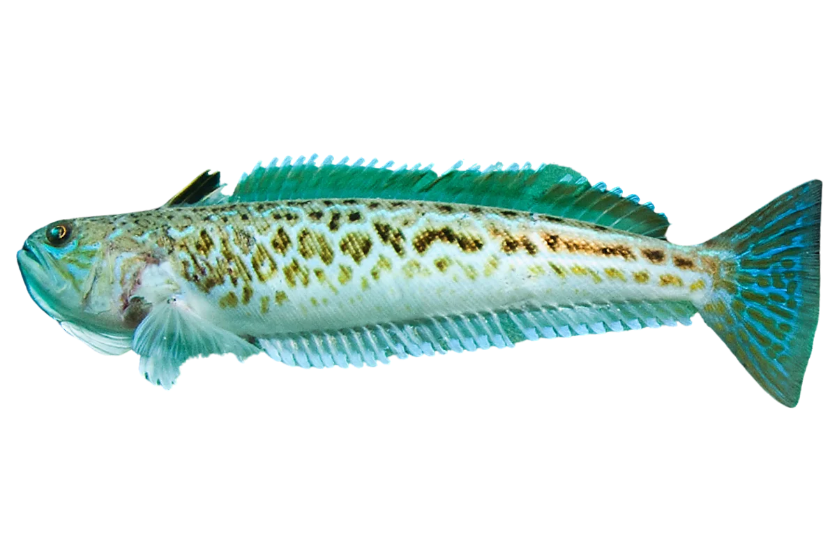 Greater Weever