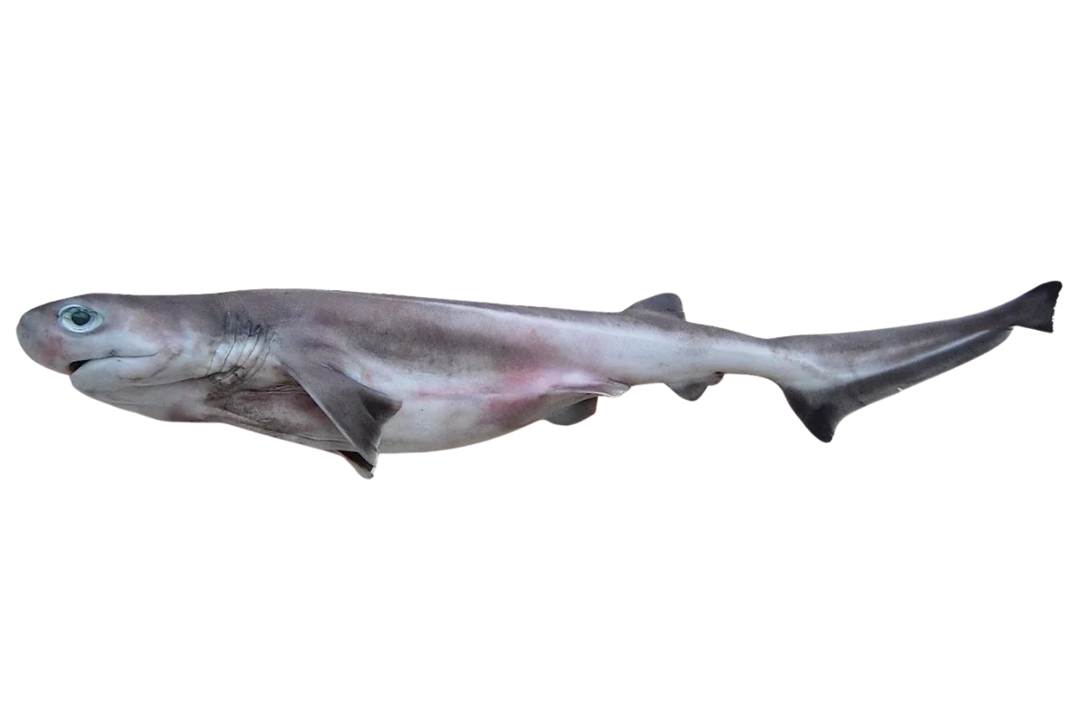 Bluntnose Sixgill Shark