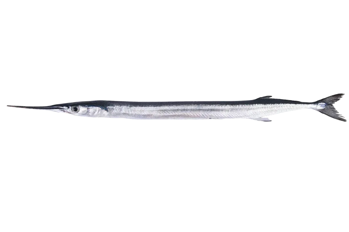 Garfish
