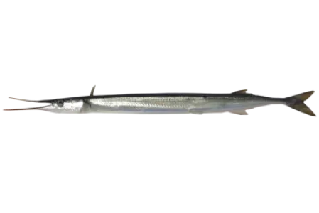 Garfish