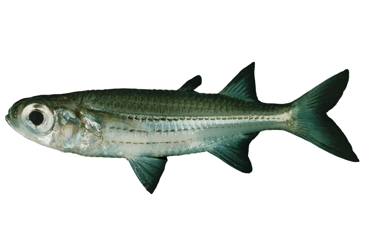 Sand Smelt