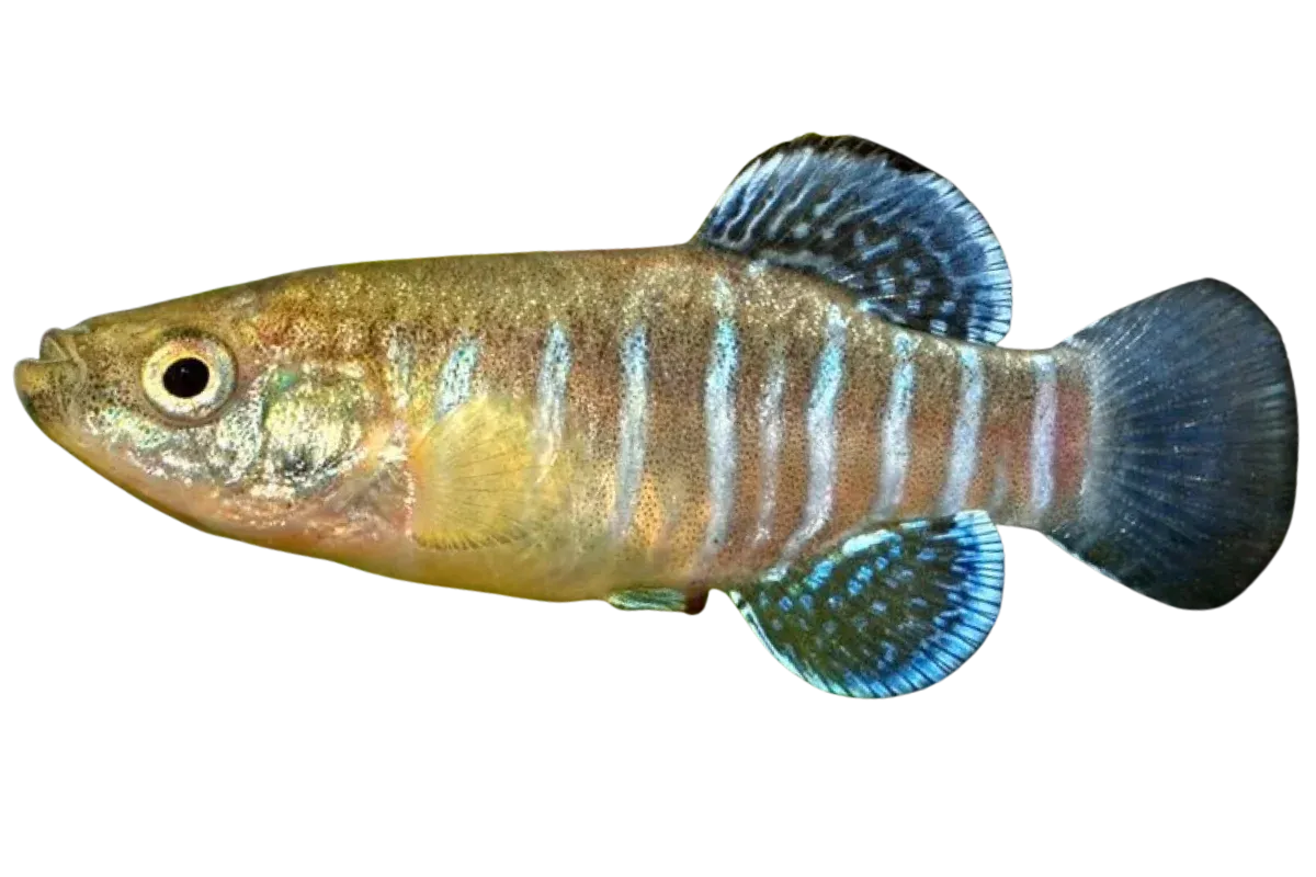 Toothcarp