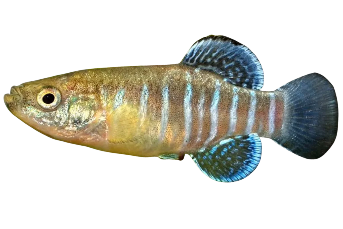 Toothcarp