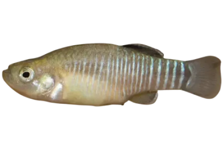 Toothcarp