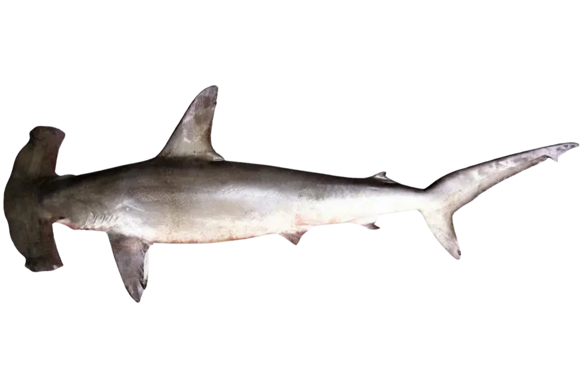 Smooth Hammerhead