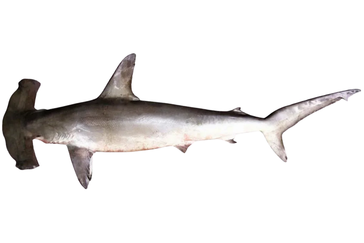 Smooth Hammerhead