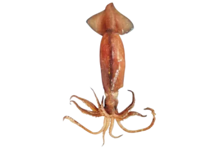 Broadtail Shortfin Squid
