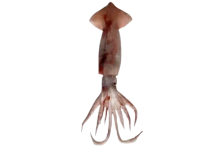 Broadtail Shortfin Squid