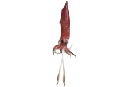 Broadtail Shortfin Squid