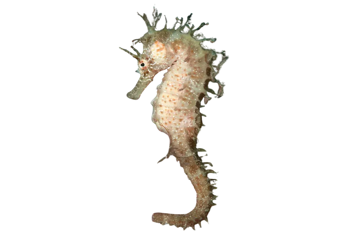 Seahorse