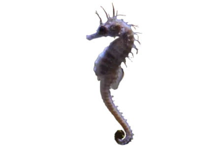 Seahorse