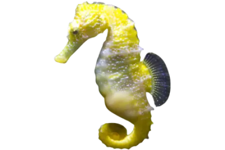 Seahorse