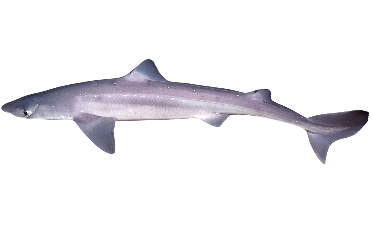 Spiny Dogfish