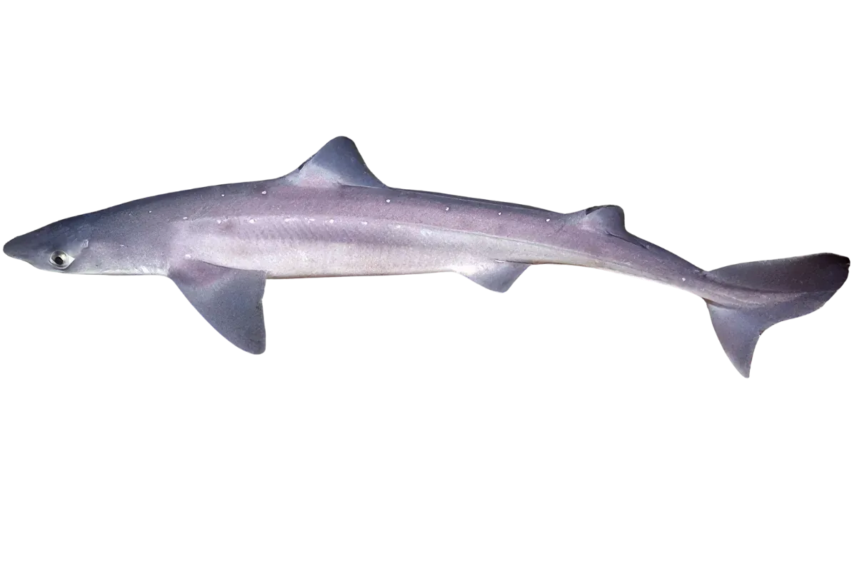 Spiny Dogfish