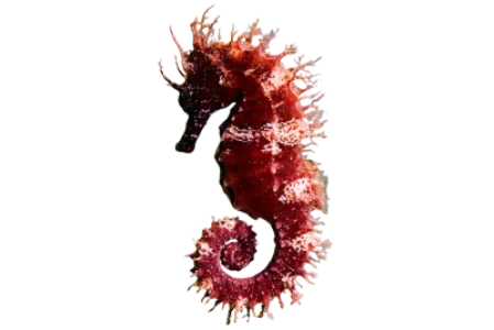 Seahorse