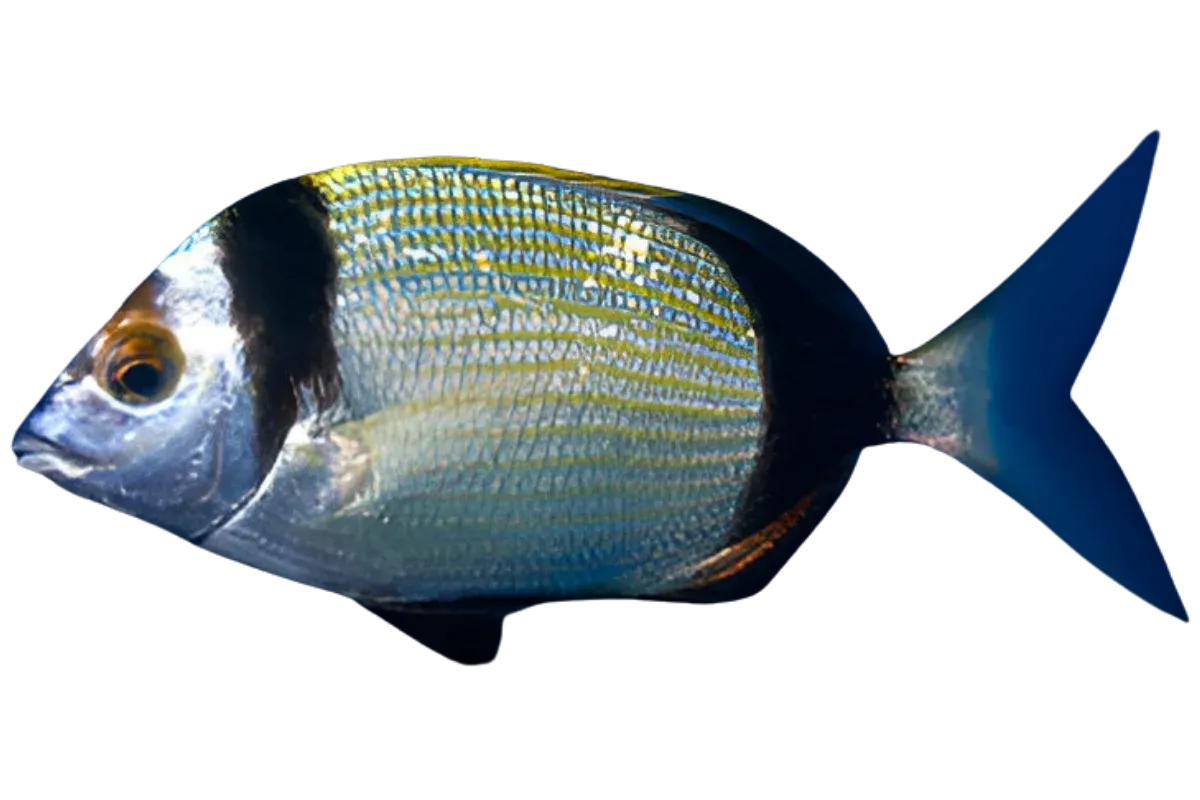 Two banded Seabream