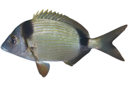 Two banded Seabream