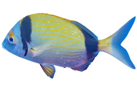 Two banded Seabream