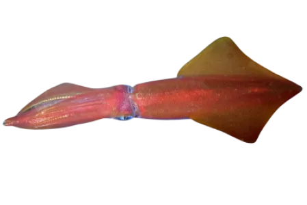 Squid
