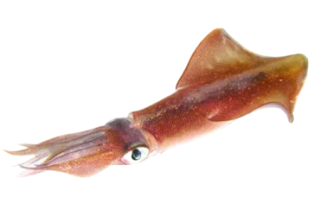 Squid