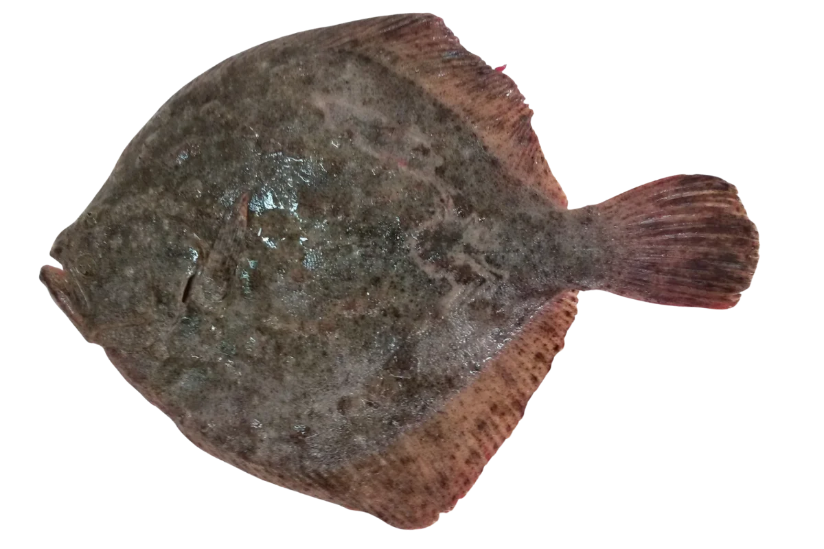 Turbot