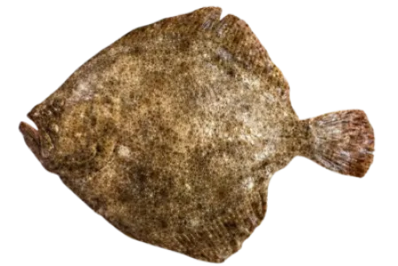 Turbot