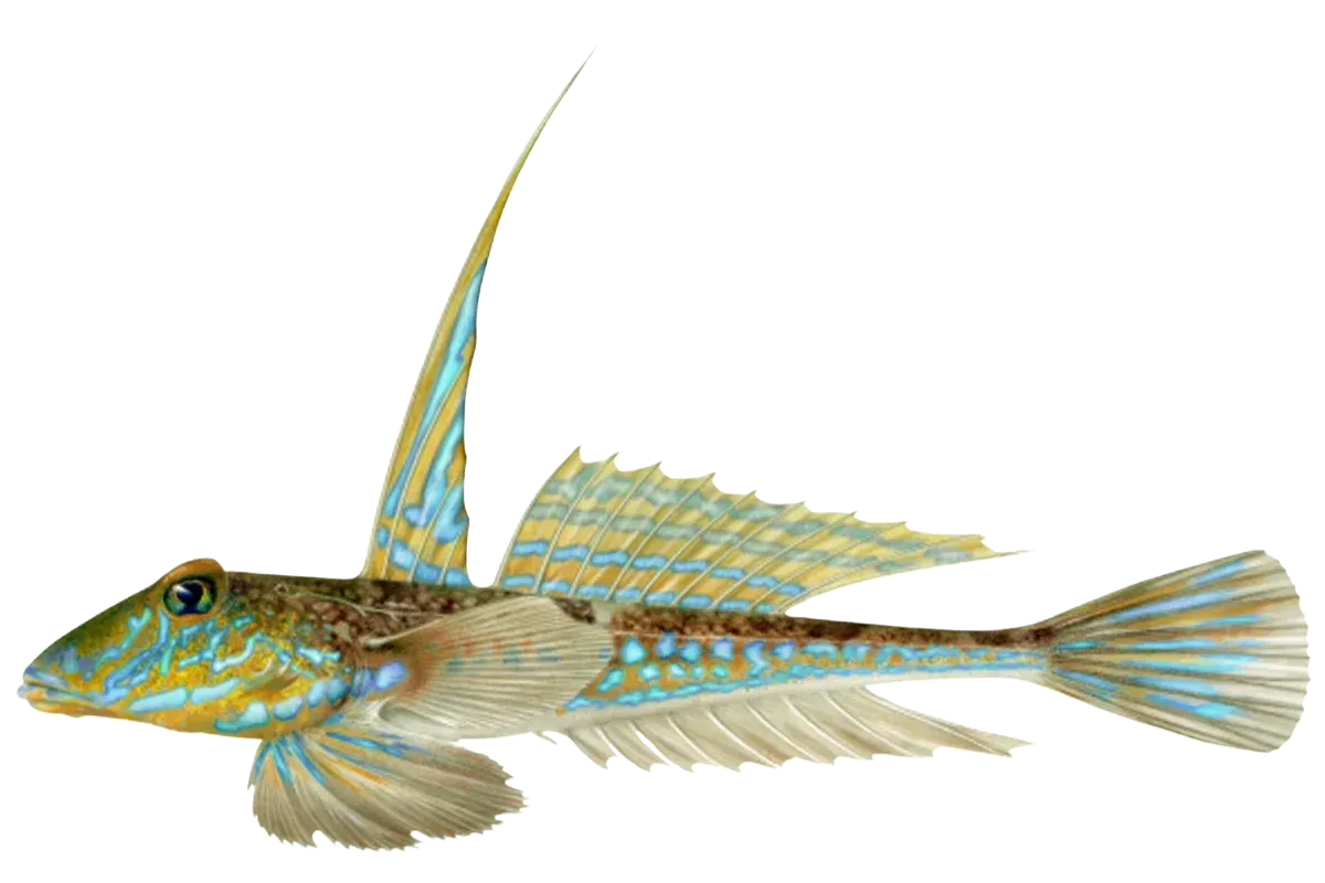 Dragonet