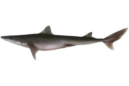 Spiny Dogfish