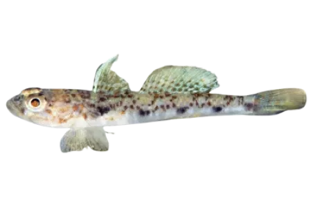 Dragonet